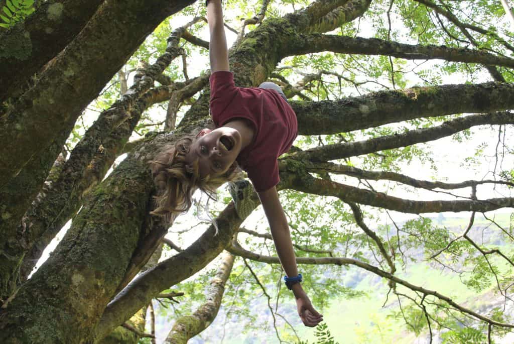 enfant grimpe dans un arbre
