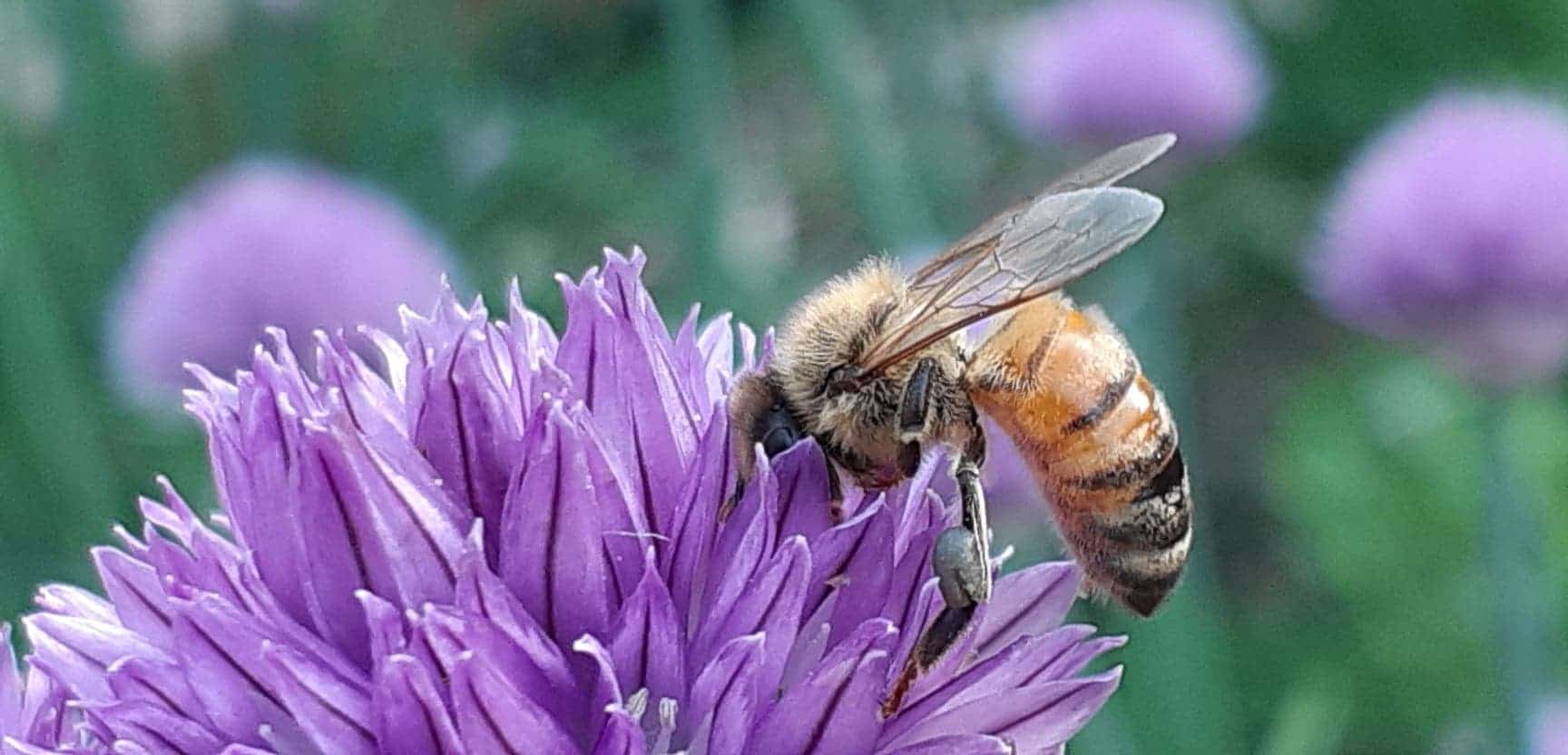 Hier abeille