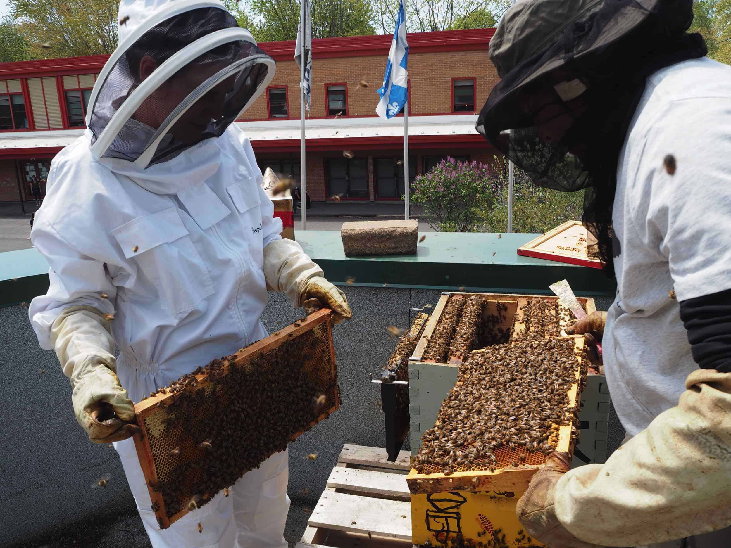 CIER apiculture
